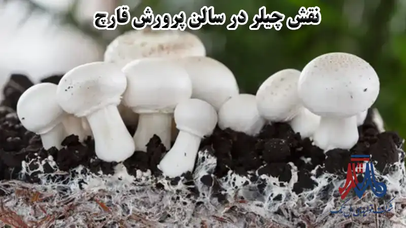 نقش چیلر در سالن پرورش قارچ
